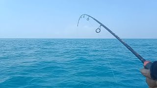 Download Lagu Mancing di spot paling gacor laut pantai Labu //real ku menjerit di hajar ikan kerapu MP3