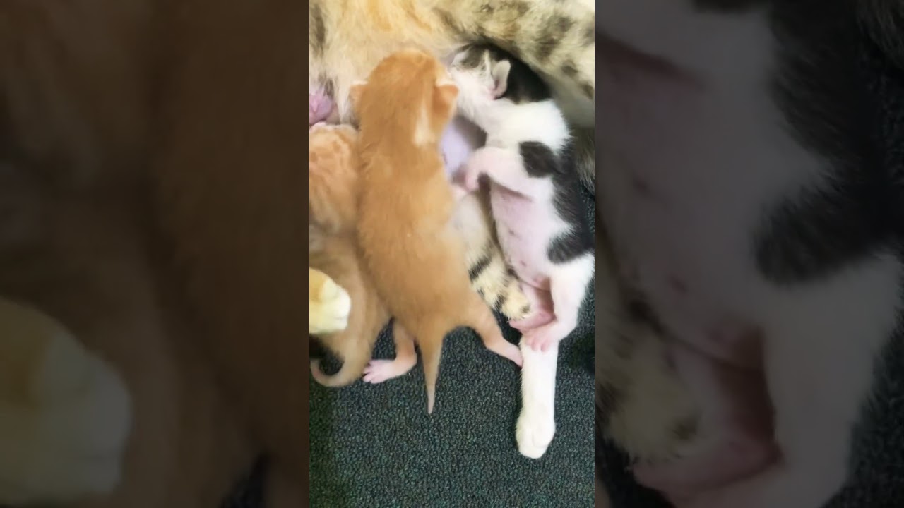 Newborn kittens fight over milk ! 😱 who won this battle ??