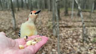 Hand-feeding Birds in Slow Mo - Red-bellied Woodpecker