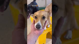 Let’s see what Corgis we have at dog daycare, pt.3! #corgi #dogdaycare #dogs