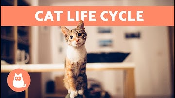 How OLD Is My CAT in Human Years? 🐱 | LIFE CYCLE of a CAT 🗓️