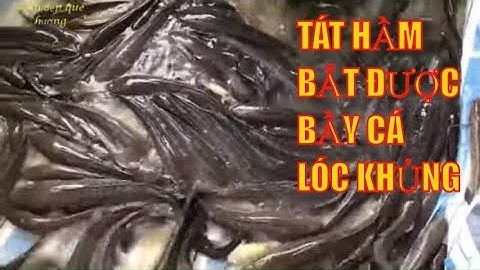 tát hầm lâu năm bắt được bầy cá lóc khủng ( miền tây )