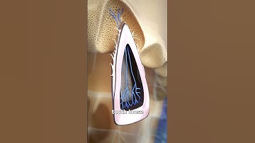 How Teeth Get Knocked Out 😰