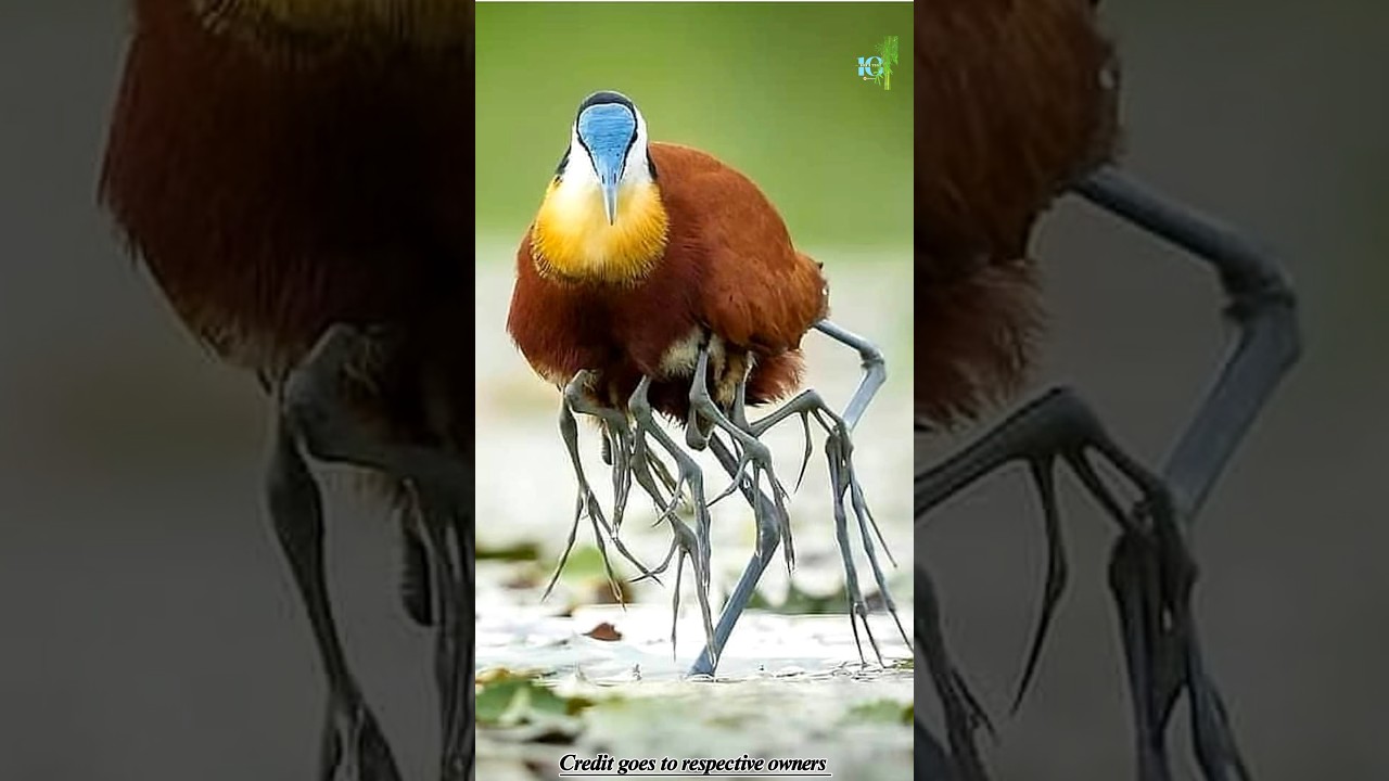 Познакомьтесь с африканской яканой.