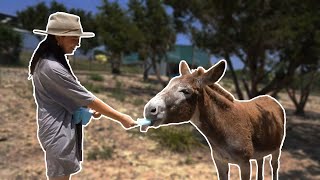 Popsicle Day For The Animals At Alveus❄️🍭 - 5/20/24