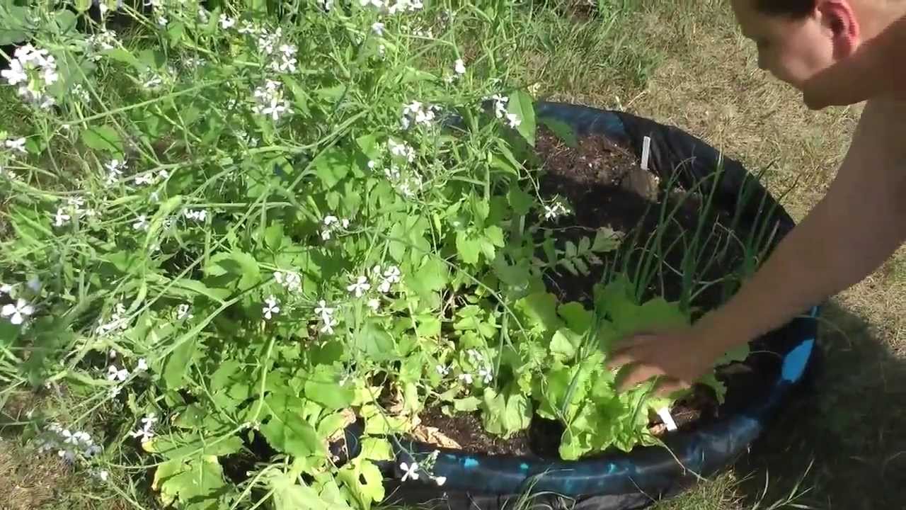 companion planting peppers RL8 Companion Planting