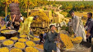 Insane Process of HARVESTING Millions of DATES | How Dry KHAJOOR (Chohara) Is Made