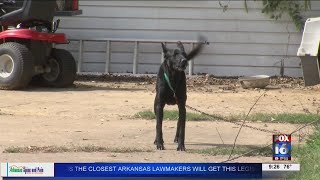 City council approves new dog ordinance removing breed ban
