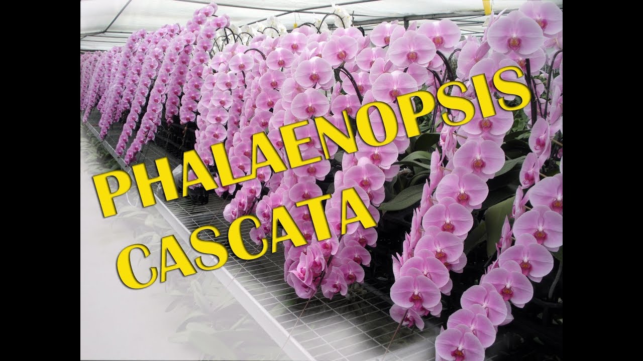 PHALAENOPSIS CASCATA! Conheça esta phal!!!! - thptnganamst.edu.vn