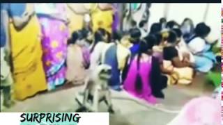 Monkey consoles grieving woman at funeral in Karnataka village, video goes viral by surprising but true 1,538 views 5 years ago 1 minute, 6 seconds