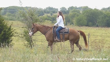 FG Brokers Cool Mr - trail riding! - ValleyViewRanch.net