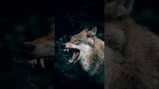 Wolf Backgrounds