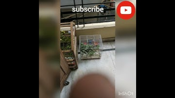 small aviary for budgies .