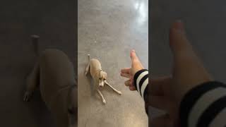 Cute Italian greyhound trick #doggo #italiangreyhounds #cute