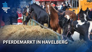Pferdemarkt In Havelberg