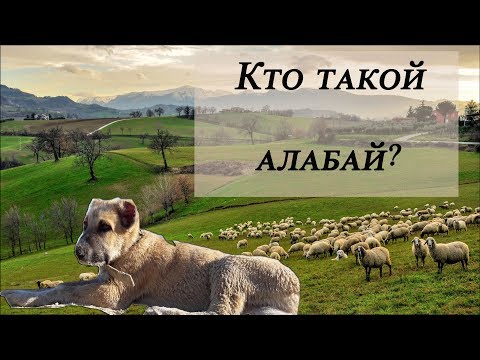 Кто такой алабай?!