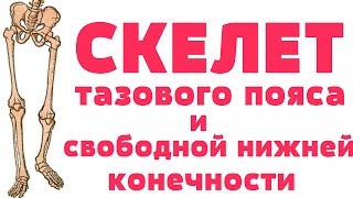 Видео-урок по анатомии. Скелет тазового пояса и свободной нижней конечности