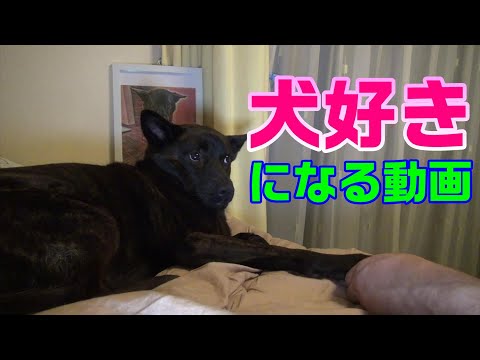 【Cutest animal ❤️】甘えん坊のかわいい犬の動画 - 甲斐犬いち