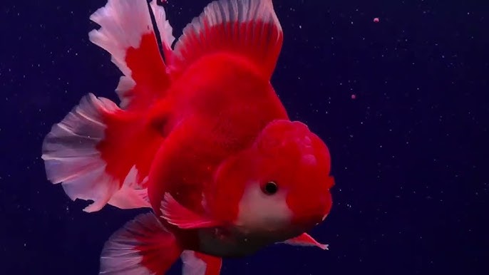 悠悠水族 丹頂紅 丹頂鶴 紅頭金魚 小紅帽金魚 來一缸紅白分明的元寶丹頂紅吧 三隻一組一千元 Youtube 悠悠水族 丹頂紅 丹頂鶴 紅頭金魚 小紅帽金魚 來一缸紅白分明的元寶丹頂紅吧 三隻一組一千元 Youtube