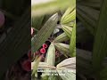 Sunday morning #relaxing #music #meditationmusic #nature #birds #cockoo