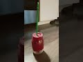 #369 of My Beyond 30-Day Smoothie Challenge raspberry 🥭 almond milk vegan vanilla protein powder