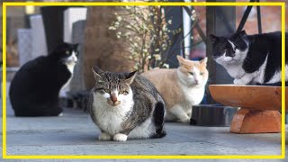 In spring in the Korean countryside, cat flowers are in full bloom in the yard. by 배은망덕고양이들 71,729 views 1 month ago 23 minutes