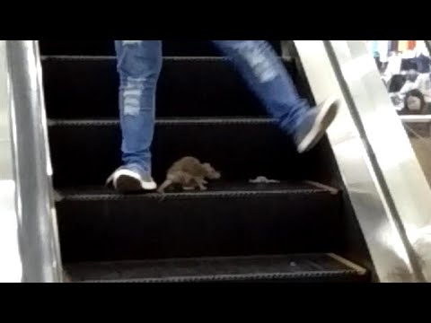 Rat on Mall Escalator Freaks Out Shoppers