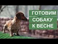 Подготовка собаки к весне