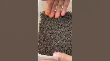 Brave man is bitten by bullet ants challenge #shorts