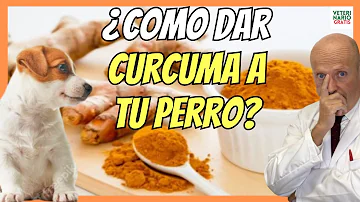 ¿Es tóxica la cúrcuma para los perros?