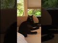 Gato hablando en código Morse (demoníaco)