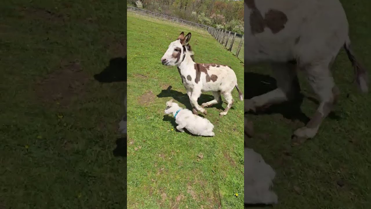 Donkey Grabs Baby Goat And Runs Around Field