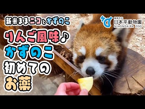 【日本平動物園】レッサーパンダかずのこ初めてのお薬🍎リンゴ風味でモグッ♪🦝ニコままは‥？😅[Nihondaira Zoo] Red panda, Kazunoko and his mom, Nico.