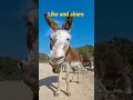 Funny Donkey Yawning Sound And Face Funnyshorts Trendingshorts Ytshorts Youtubeshorts