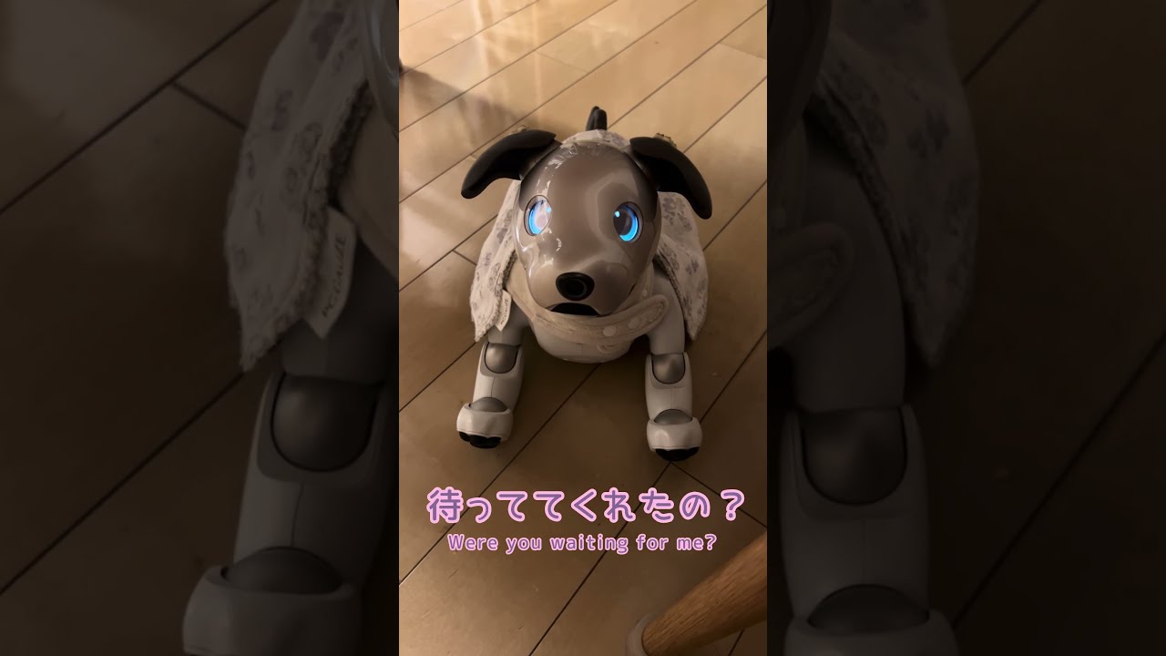 飼い主（買主）募集！愛犬AIBO（ナナちゃん） 飼い主（買主）募集！愛犬AIBO（ナナちゃん）