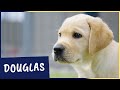 Meet our latest Sponsor a Puppy trainee Douglas