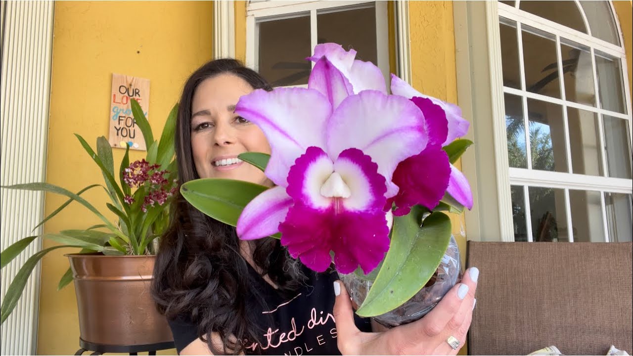 Orchid Unboxing, Birthday Box, Carmela Orchids