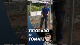 El tutorado del tomate #short