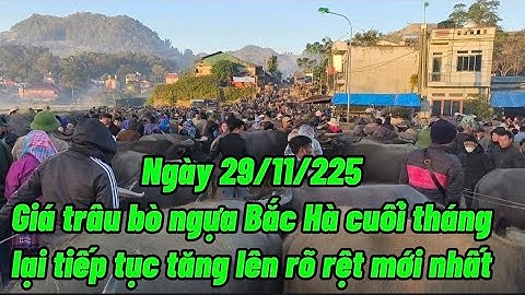 Ngày 29/11/2025 giá trâu bò ngựa Bắc hà lại tiếp tục tăng lên rõ rệt  mới nhất 