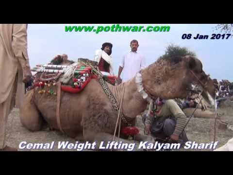 Cemal weight lifting Kalyam Sharif 08 Jan 2017