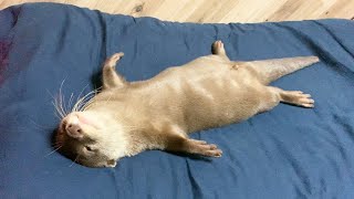 自分の寝場所を取り戻したカワウソしゃもじ
