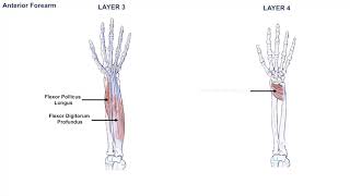 Anatomy Of The Forearm Muscles And Tendons Lesson 1 Youtube