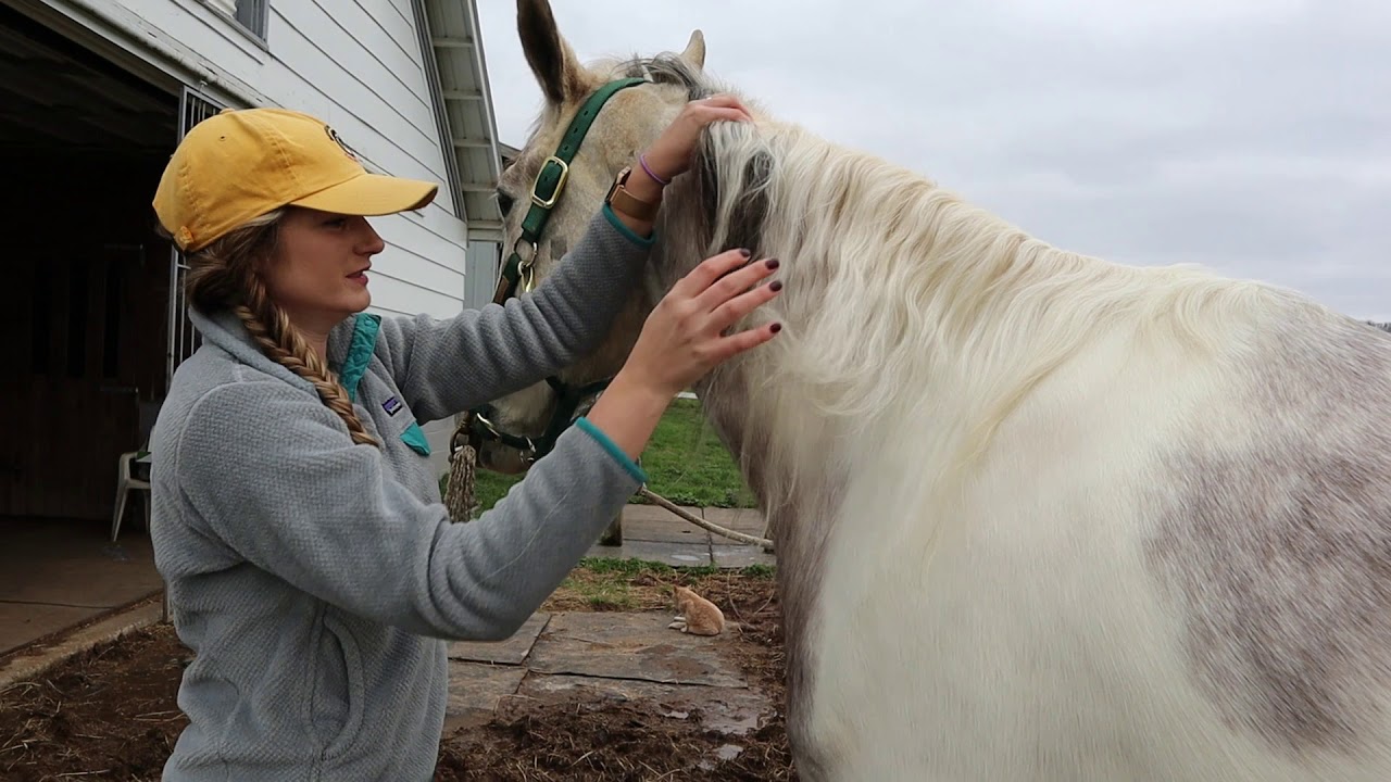 How To Install Horse Mane and Tail Bags YouTube