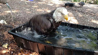 Liberty The Bald Eagle Takes A Bath