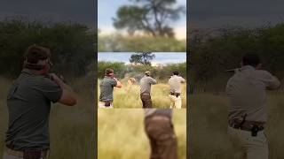 the world of short lion  hunting#challenge #bestshort#hunting#reel#