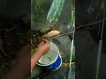 mancing di aungai dapat ikan baby mahseer alias lempon