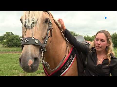 Vidéo: Poney New Forest