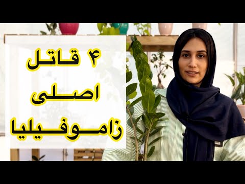 ۴ قاتل اصلی زاموفیلیا دلایل خراب شدن زاموفیلیا چرا زاموفیلیا برگاش زرد میشه