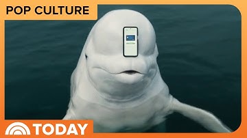 Kieran Culkin voices whale in NerdWallet Super Bowl commercial