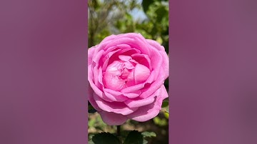 سورة يونس كاملة بصوت الشيخ أحمد العجمي/ماشاء الله